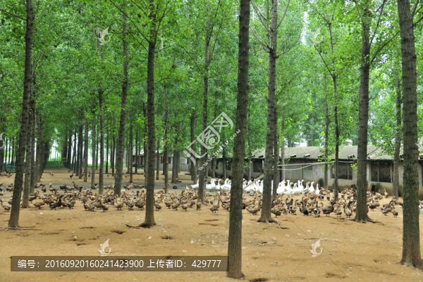 麻鴨養(yǎng)殖