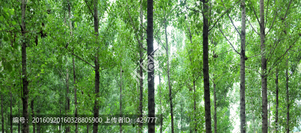 樹(shù)林,,樹(shù)木