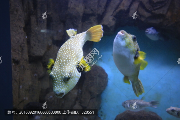 狗頭魚