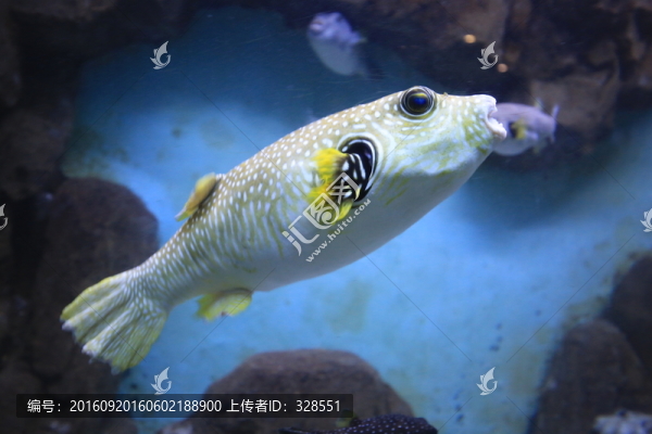狗頭魚