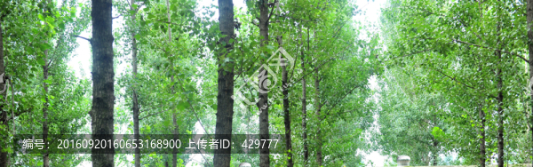樹林,,樹木
