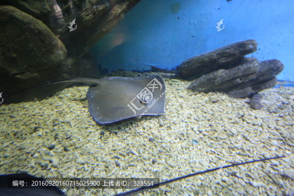 魔鬼魚