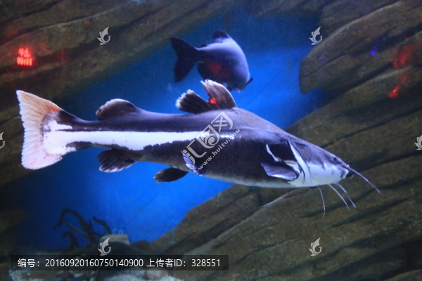 海魚