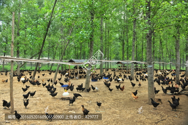 家禽飼養(yǎng),,散養(yǎng)雞