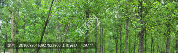 樹林