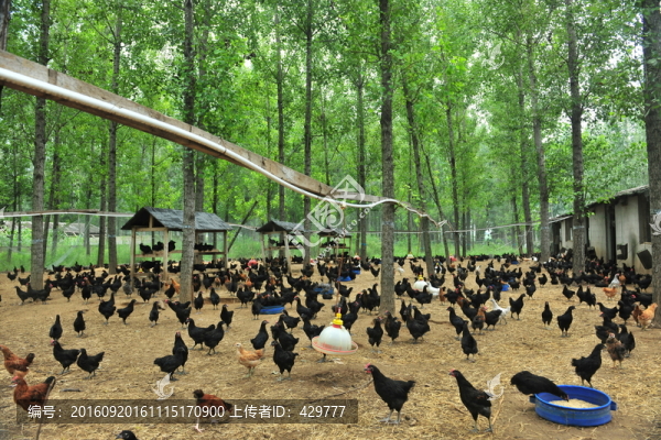 土雞,,柴雞,,散養(yǎng)雞
