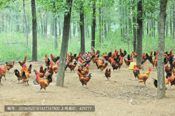 樹林中散養(yǎng)雞