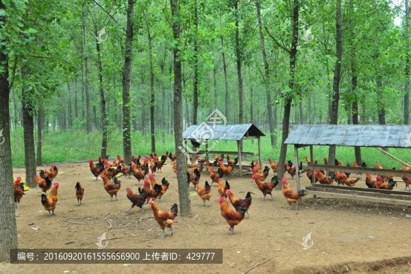 養(yǎng)雞場(chǎng)