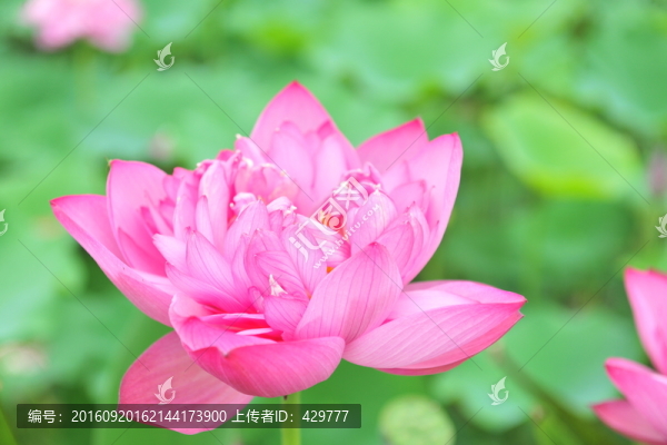 紅荷花