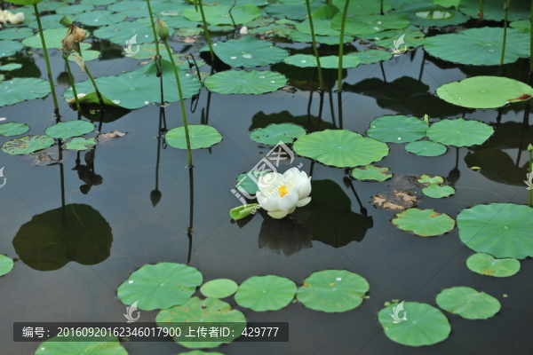 水池,,荷花池,,睡蓮