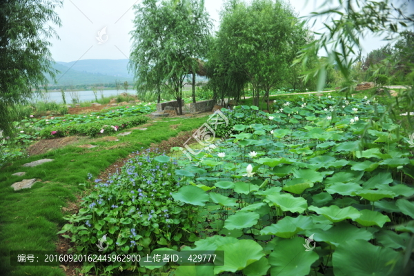 荷花園,,園林景觀