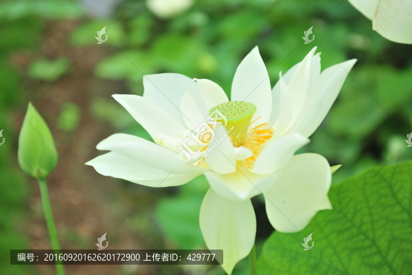荷花