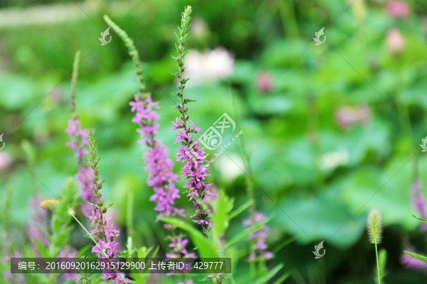 花草