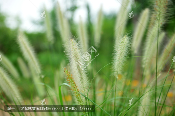 毛毛草,,園林植物