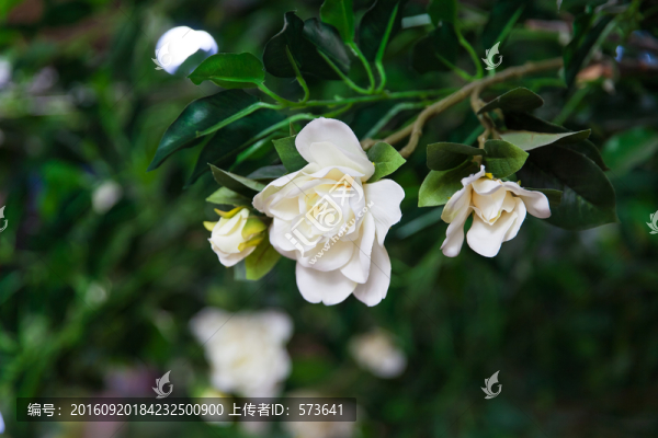 梔子花