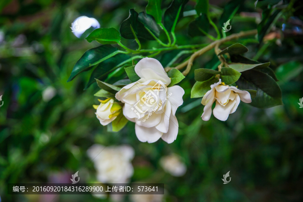 梔子花
