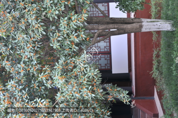 桂花枝