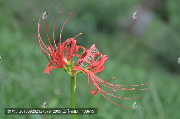 彼岸花