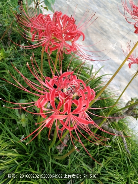 彼岸花