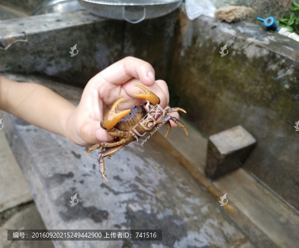 螃蟹