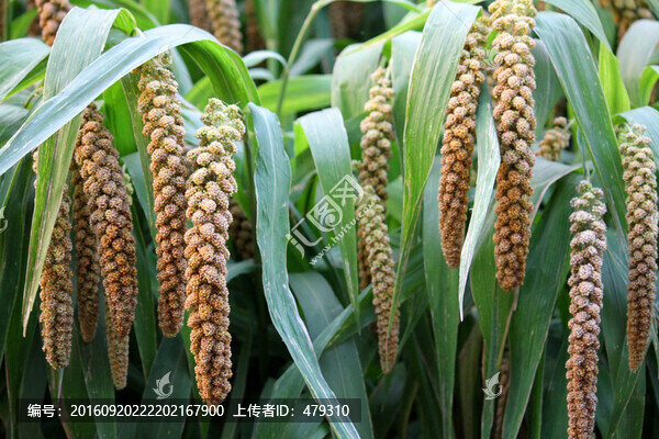 谷子,谷穗,五谷,谷子地,莊稼