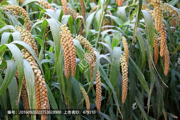 谷子,谷穗,五谷,谷子地,莊稼