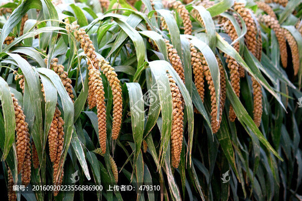 谷子,谷穗,五谷