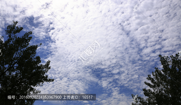 天空與白楊樹