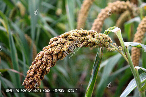谷子,谷穗