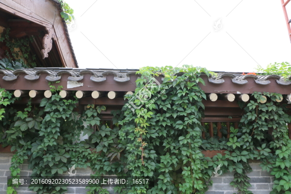 院墻,爬山虎