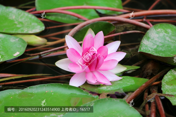 睡蓮,綻放