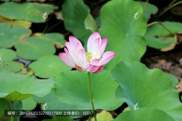 荷花