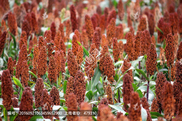紅高粱,高粱