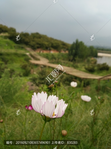 山野