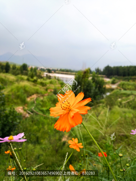 野花