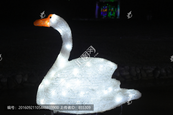 白天鵝,燈光,造型