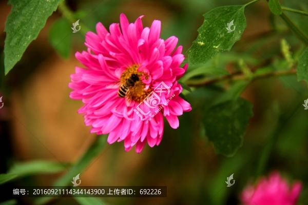 鮮花