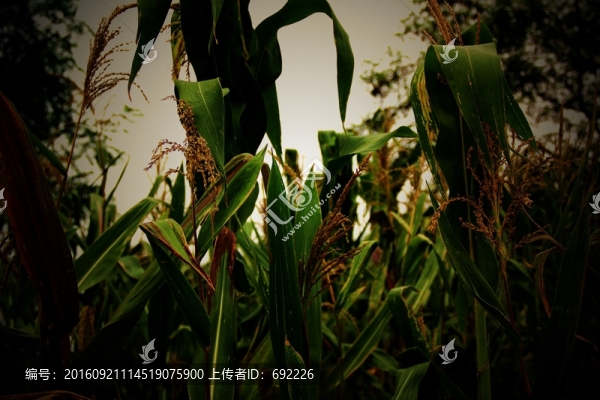 玉米桿