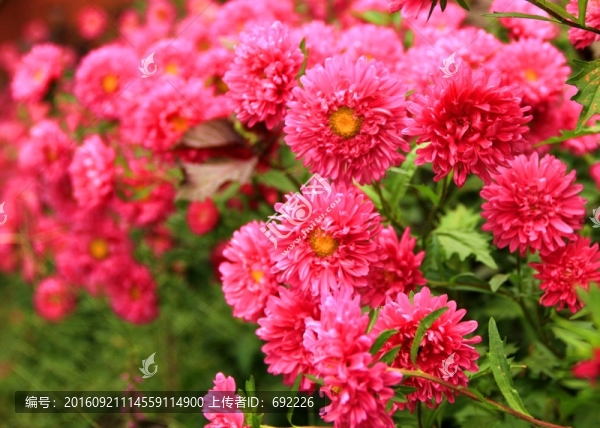 鮮花