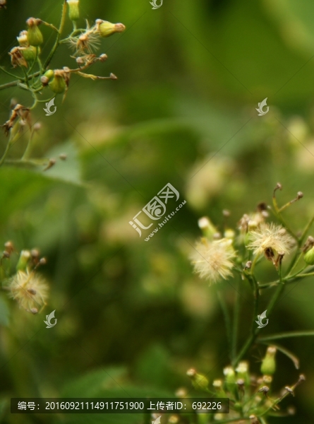 蒲公英