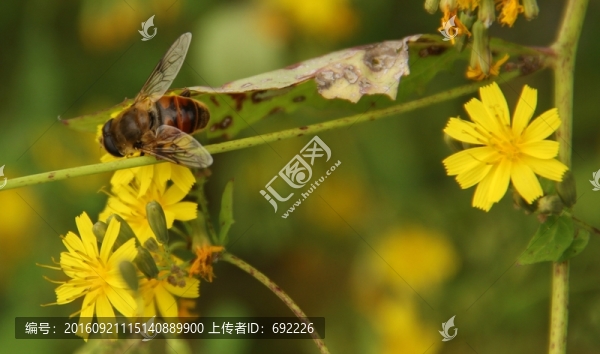 蜂花戀