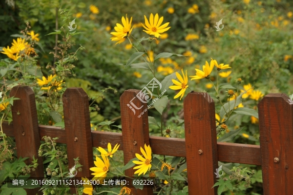 鮮花