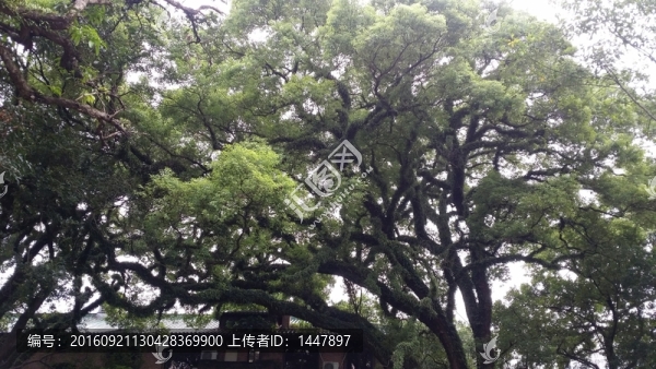 中山大學(xué)校園