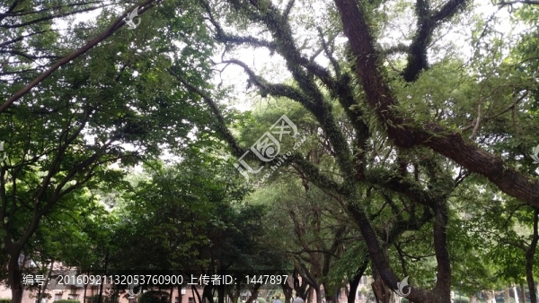 中山大學(xué)校園