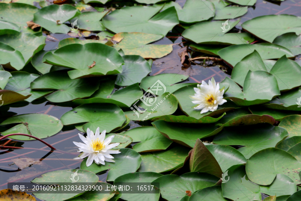 睡蓮,白蓮花
