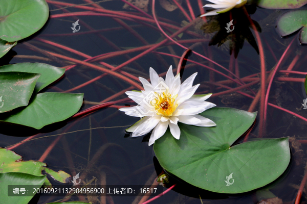 睡蓮,白蓮花