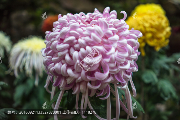 菊花