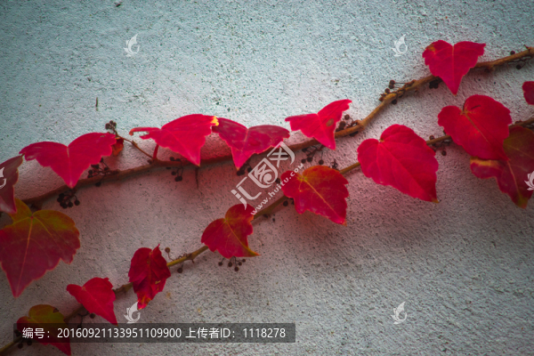 紅葉
