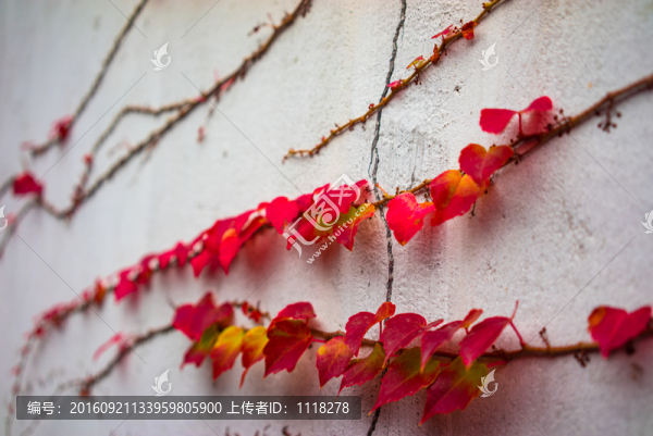 紅葉