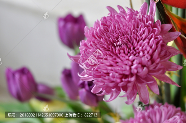 菊花